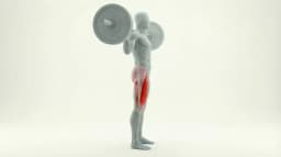 Barbell Squat